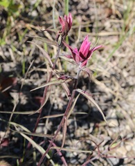 Castilleja raupii