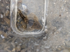 Myoxocephalus aenaeus