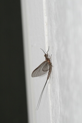 Hexagenia atrocaudata