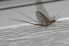 Hexagenia atrocaudata