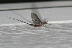 Hexagenia atrocaudata