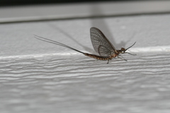 Hexagenia atrocaudata