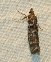 Ortholepis pasadamia