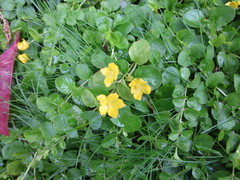 Lysimachia nummularia
