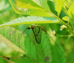 Ephemera strigata