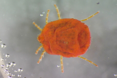 Limnochares aquatica