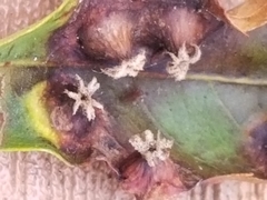 Phylloxera caryaefoliae