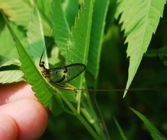 Ephemera strigata