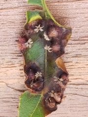 Phylloxera caryaefoliae