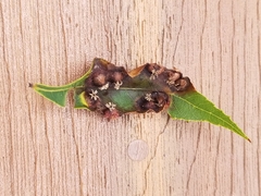 Phylloxera caryaefoliae