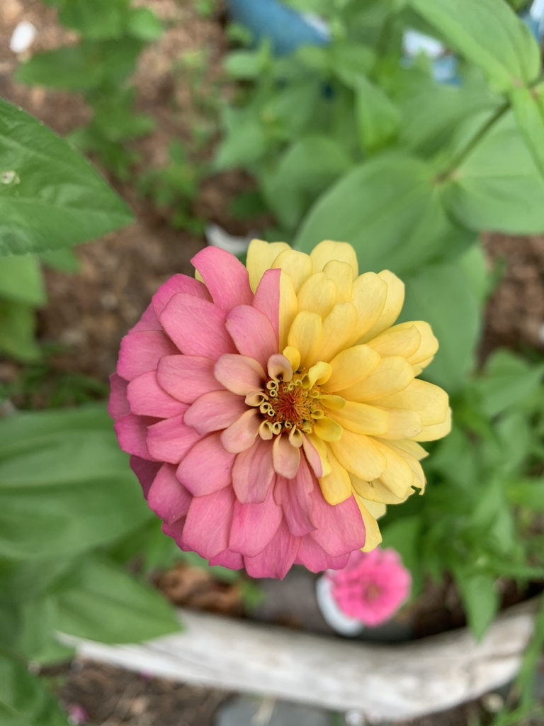 Zinnia
