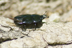 Hololepta aequalis