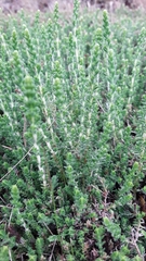 Calluna