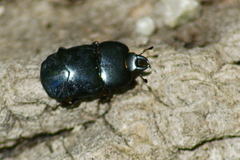 Hololepta aequalis