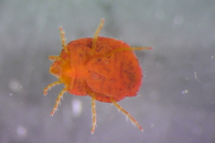 Limnochares aquatica