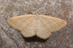 Scopula luteolata