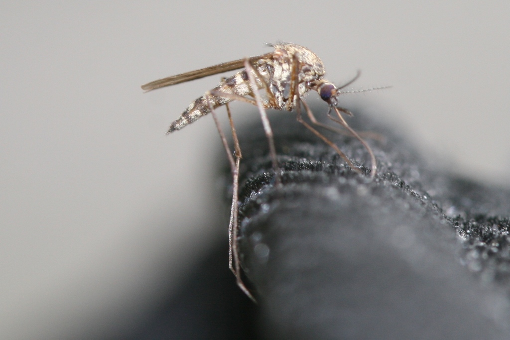 Aedes communis from , Ontario, Canada on July 26, 2009 at 01:54 PM by ...