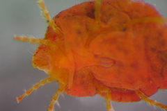 Limnochares aquatica