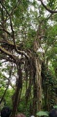 Ficus microcarpa