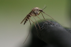 Aedes communis