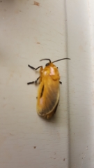 Endobrachys pulchella