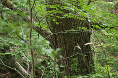 Juglans ailantifolia
