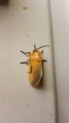 Endobrachys pulchella