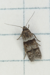 Blastobasis pulchella