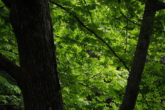 Juglans ailantifolia