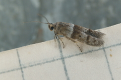 Blastobasis pulchella