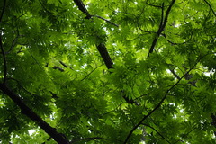 Juglans ailantifolia