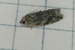 Proteoteras crescentana