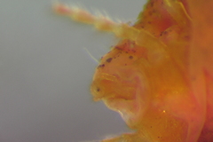 Limnochares aquatica