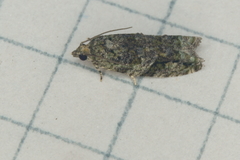 Proteoteras crescentana