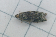 Proteoteras crescentana