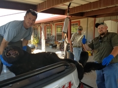 Ursus americanus eremicus