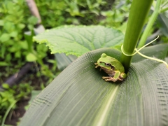 Hyla japonica