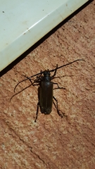 Orthomegas cinnamomeus