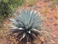 Agave parryi