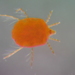 Red Freshwater Mite - Photo (c) Bruce P. Smith, some rights reserved (CC BY-NC-ND), uploaded by Bruce P. Smith