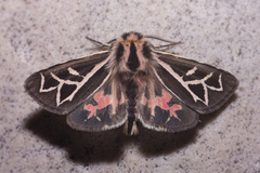 Apantesis williamsii