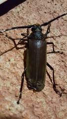 Orthomegas cinnamomeus