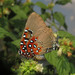 Brangas getus - Photo (c) Lepidoptera Colombiana, algunos derechos reservados (CC BY-NC), subido por Lepidoptera Colombiana