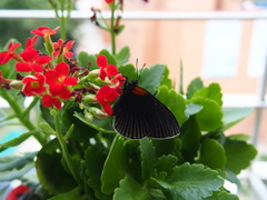 Hades noctula