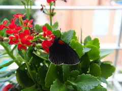 Hades noctula