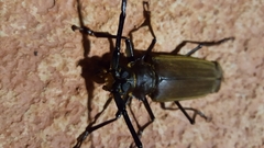 Orthomegas cinnamomeus