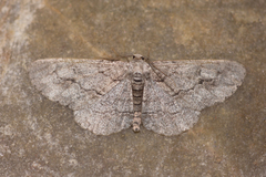 Stenoporpia pulmonaria