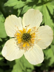 Trollius