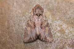 Apamea antennata