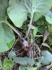 Asarum canadense reflexum